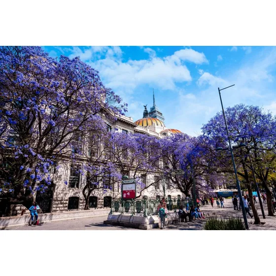 Semillas Arbol Jacaranda