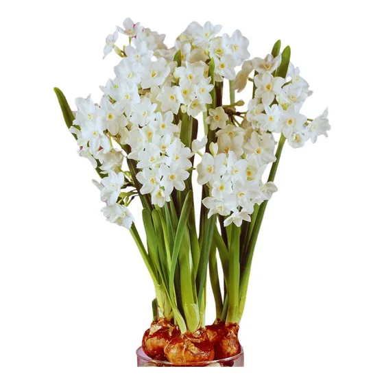 Oferta!!! 8 Bubos Narcisos Paper White! Aromaticos!