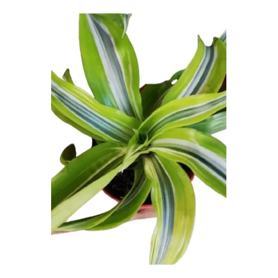 Planta Dracena Lemon 
