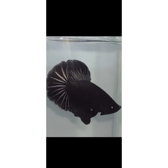Betta De Linhagem Total Black Pk