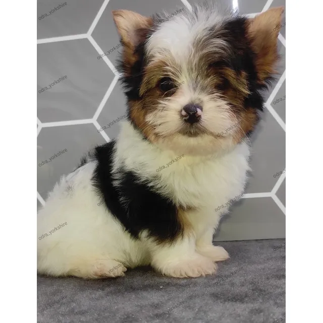 Biewer Terrier