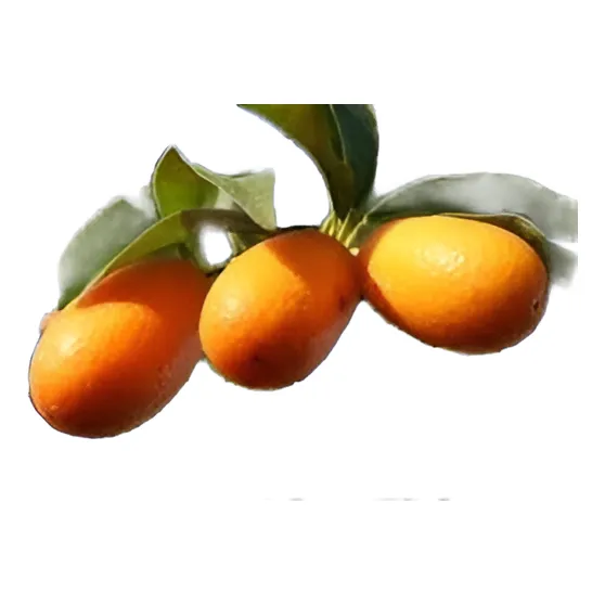 Quinotos, Árbol Frutal  Con Muy Buen Tronco...muy Escasos!!!