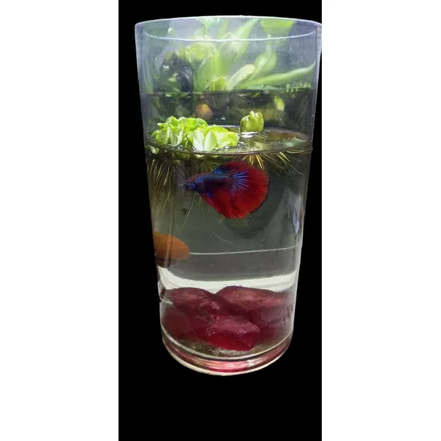 Peces Bettas