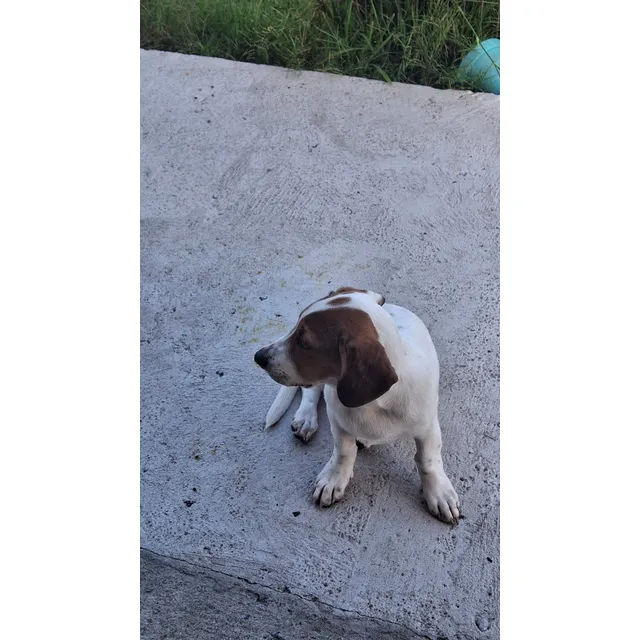 Cachorros Basset Hound