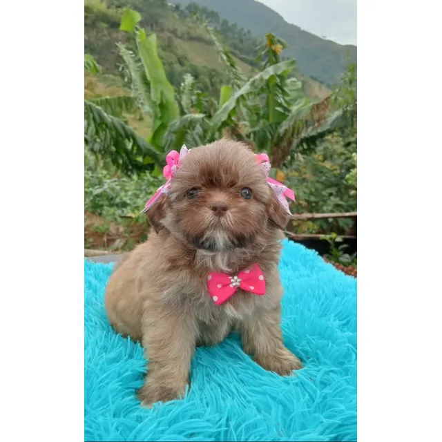 Cachorros Shih Tzu 