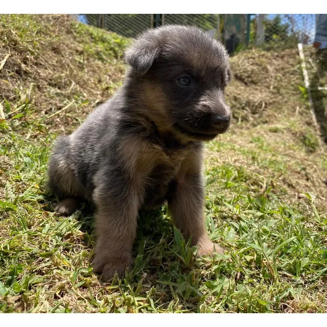 Hermosas Cachorras Pastor Alemán Blue And Tan Exotic Dogs