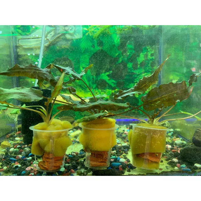 Planta Acuática Cryptocoryne