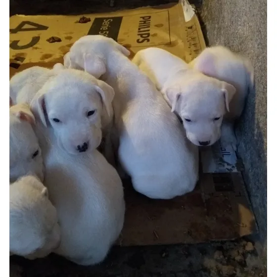 Dogo Argentino Cachoorros Hembras Y Machos Hermosos