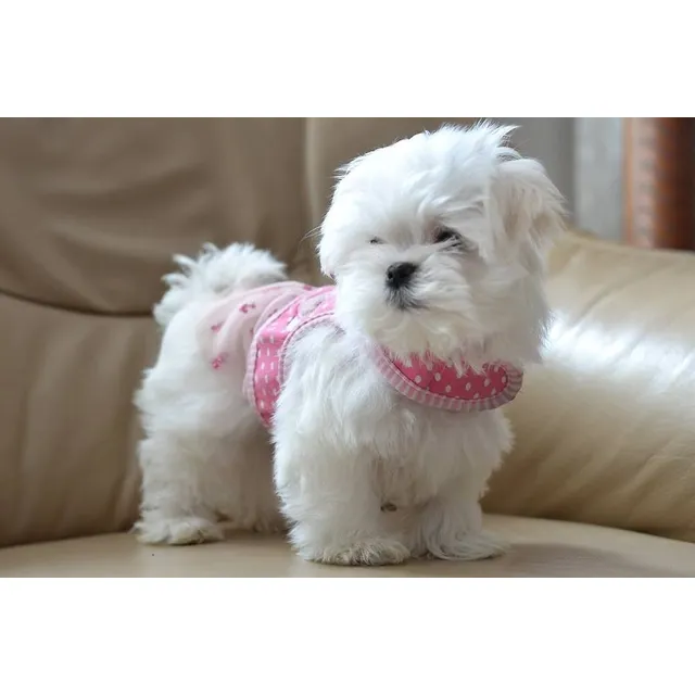 Perritos Bichon Maltes Raza Pequeña Garantia De Raza Y Salud