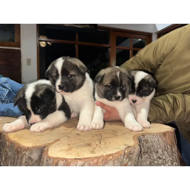 Cachorros Akita Americano