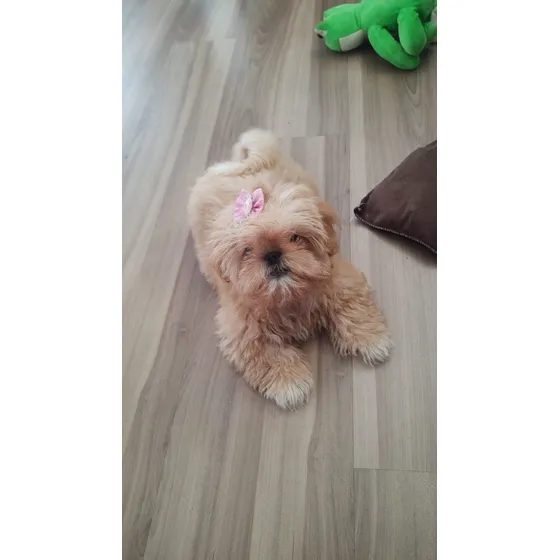 Filhote Shih Tzu Fêmea