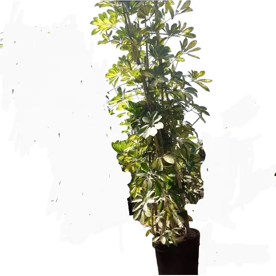 Aralia Variegada En 15lts. Naturaleza Activa 