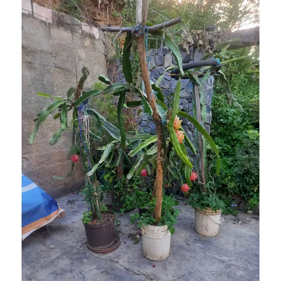 Esquejes Cactus De Selenicereus Undatus Pitahaya