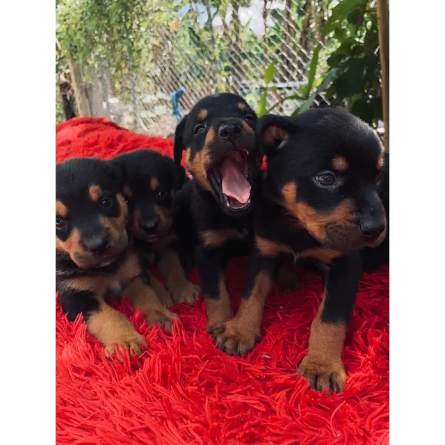 Cachorro Rotwerlet