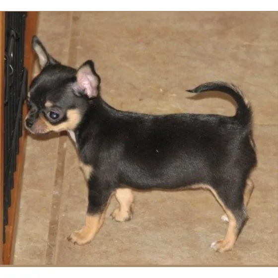 Chihuahua Machito Soñado Marrón Oscuro