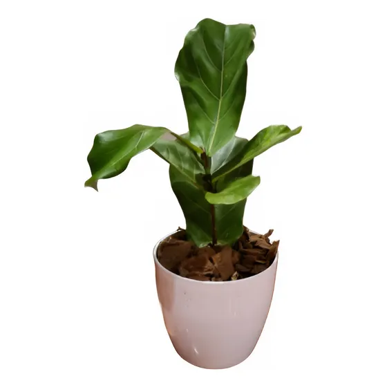 Ficus Pandurata En Maceta Premium 22