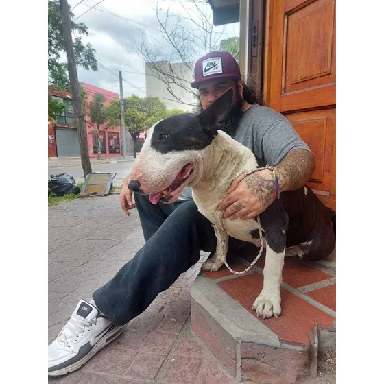 Bull Terrier Para Servicio De Monta Con Papels Incluye Insem