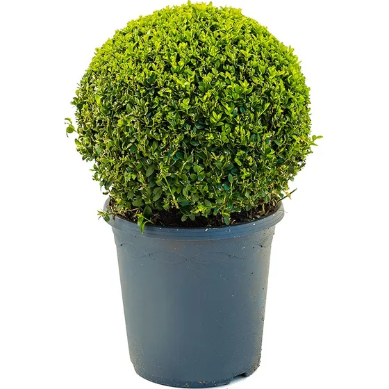 Boj Recortados, Buxus, Ideales Paisajismo, Decoración