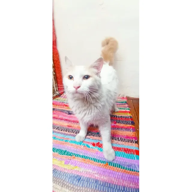 Gatitos Gemelos, 2 Añitos , Solo Capital, Deptos Con Redes