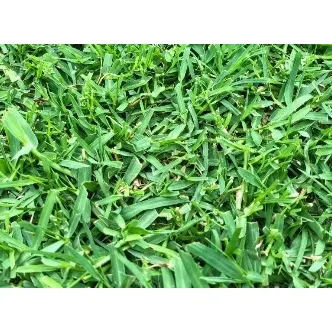 Semillas Grama Bermuda Grass, Gramilla 4 Estaciones X 1 Kg
