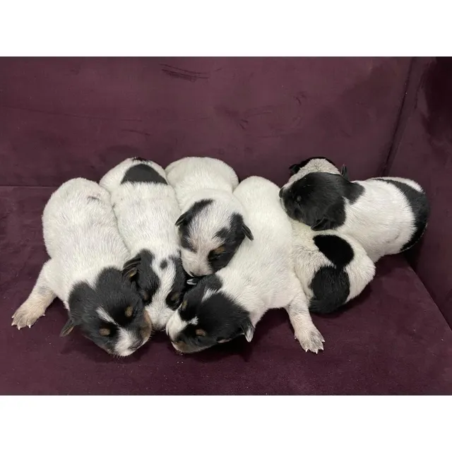 Cachorro Pastor Ganadero