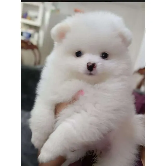 Cachorro Pomerania Lulu Macho