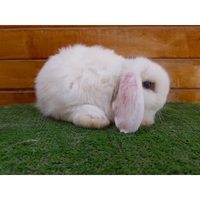 Conejitos Mini Lops Enanos