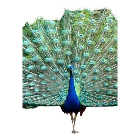 Ovos Galados Férteis Pavão Azul ( 03 Und )