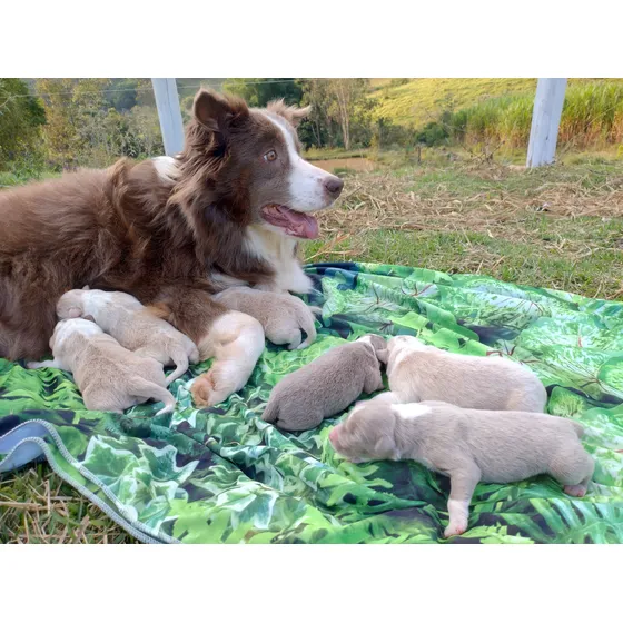 Border Collie 