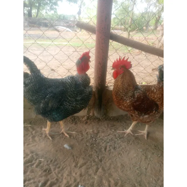 Gallos Jóvenes  Mil Colores ,sassos Barrados
