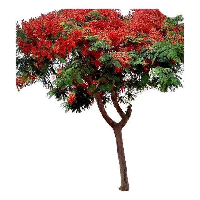 Ponciana Planta Flamboyan Arbol Acacia Maceta Flores