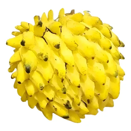 Muda De Beribá Frutos Doce Para Produzir + Brinde