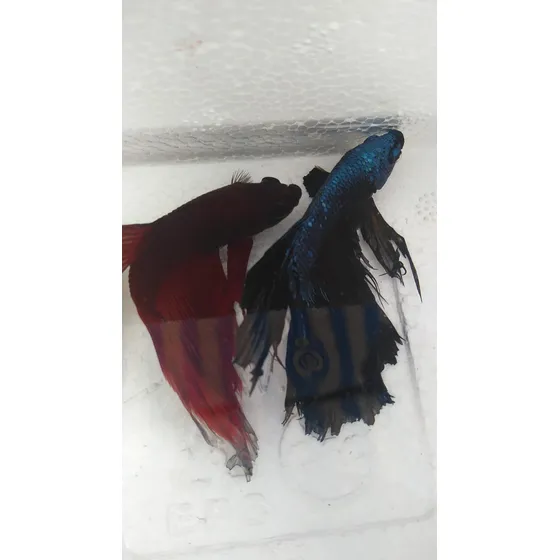 Peixe Betta Macho Azul 6cm