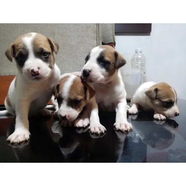 Jack Russell Cachorros