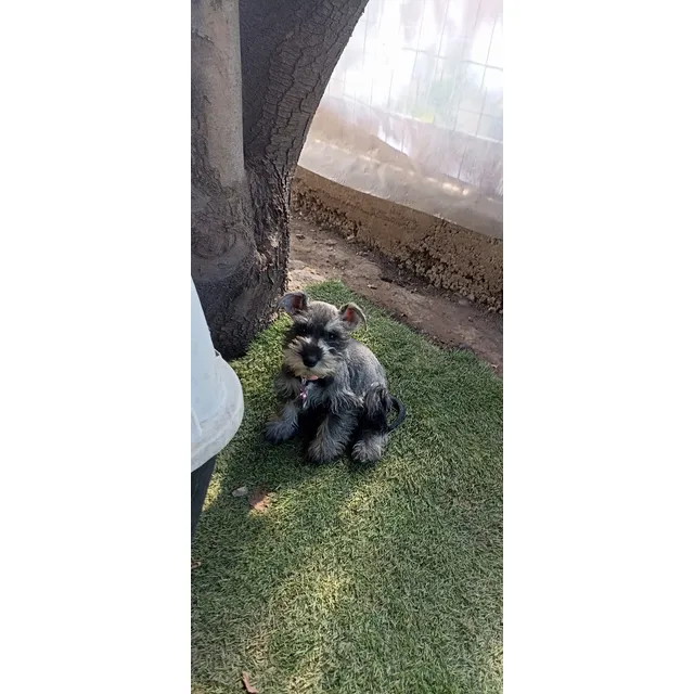 Reproductor Macho Schnauzer Miniatura Con Pedigree  Kcc