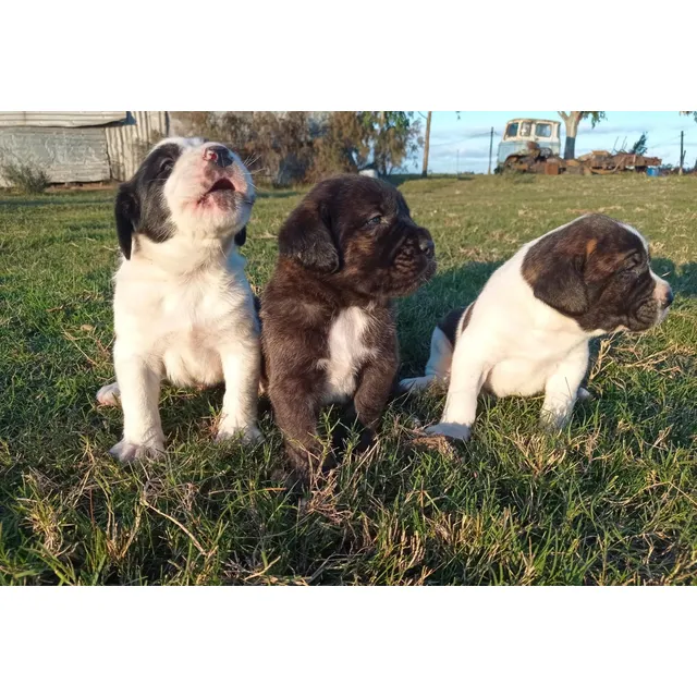 Cachorros Cruza Mastín Napolitano