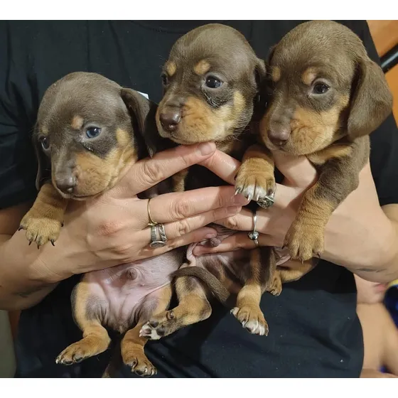 Seña Cachorro