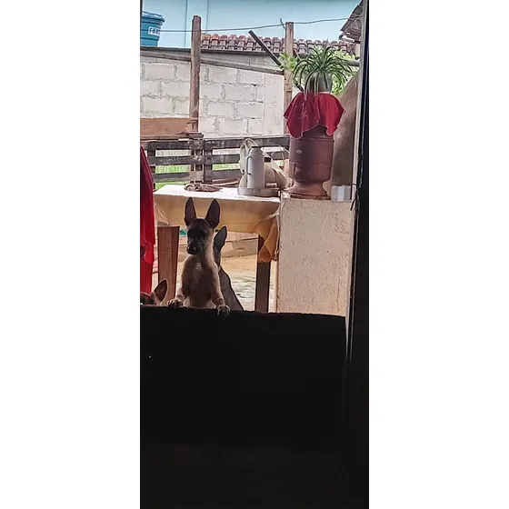 Belga Malinois