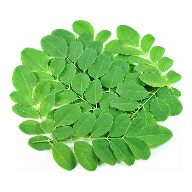 Planta Árbol Comestible Moringa Oleífera  