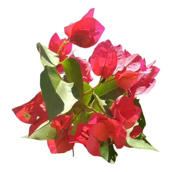 Santa Rita Roja