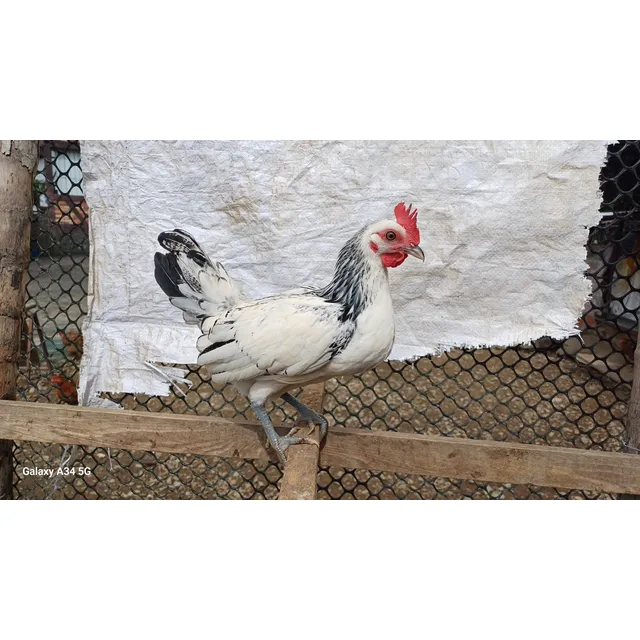 Pareja Pollos Santo Domingo