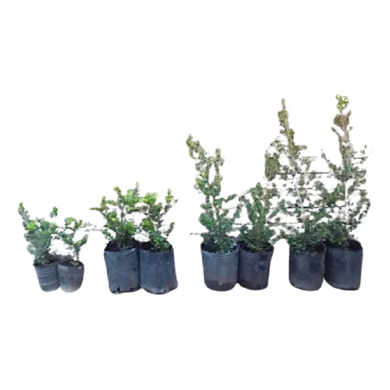 Plantas Buxus 7lts 85cm Leer/consultar