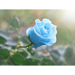 50 Semillas De Rosa Azul 50 Semillas De Rosa Azul