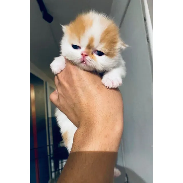 Gatos Persa Y Exóticos México