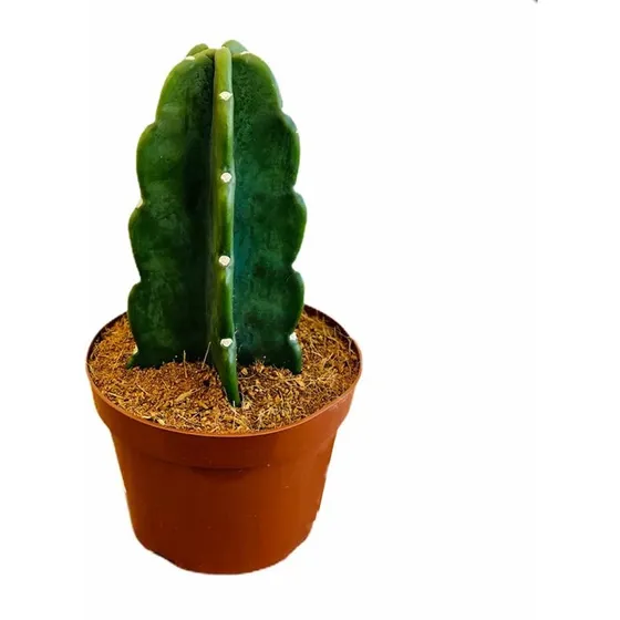 Cacto Mandacaru Sem Espinhos (24cm), Ideal Pets E Crianças
