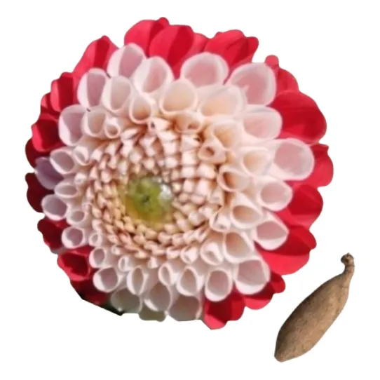 Dalia Pompom Bicolor - 3 Bulbos (batatas)