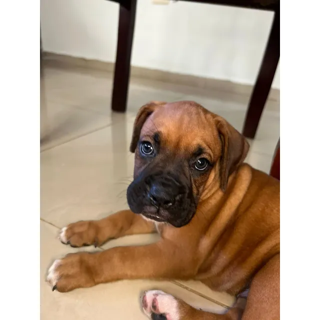 Perrita Boxer