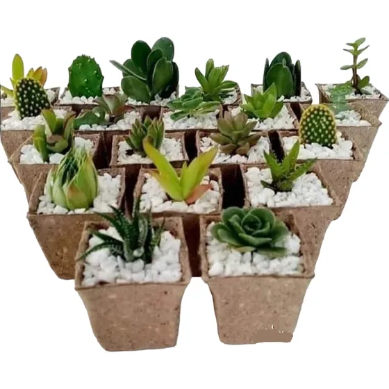 40 Souvenirs! Cactus, Suculentas, Tunas. 