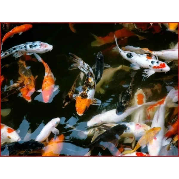 Peces Koi Alevines Y Juveniles 