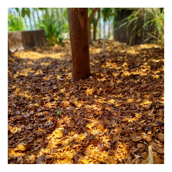 Mulch Cascara De Nuez (promocion 6 Sacos)